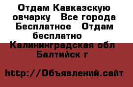 Отдам Кавказскую овчарку - Все города Бесплатное » Отдам бесплатно   . Калининградская обл.,Балтийск г.